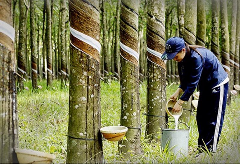 Thành tựu trong xuất khẩu cao su