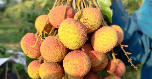 Giá trị của vải Tây Nguyên đầu mùa